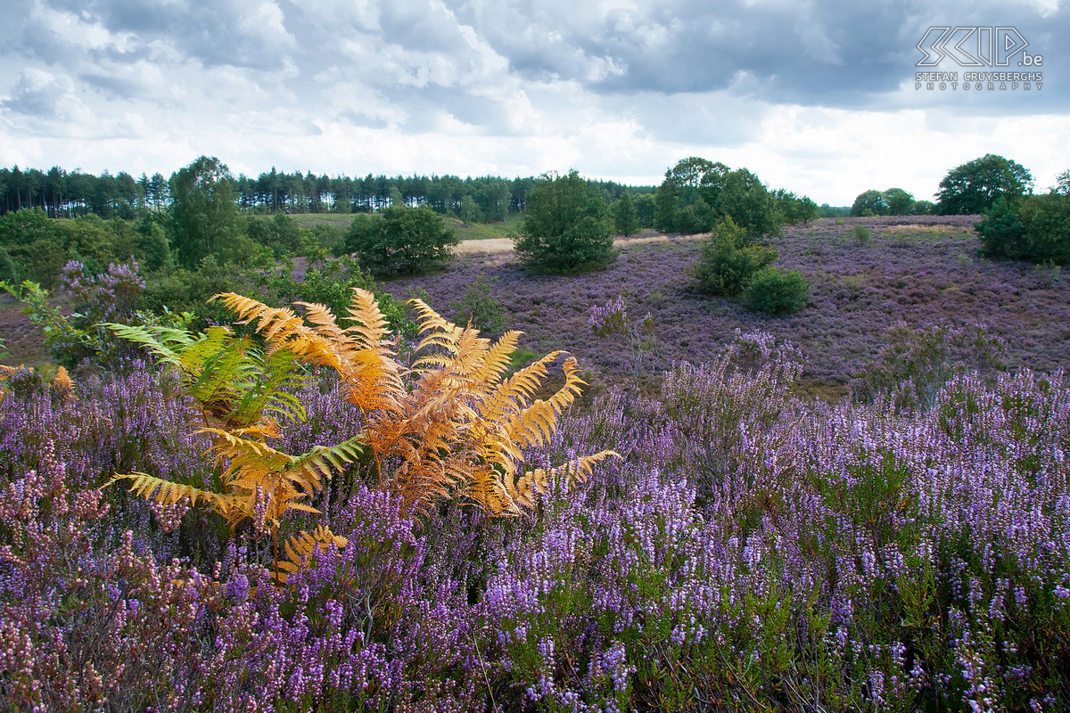 Flowering heathland - Maasmechelse Heide From mid-August the heather blooms in our nature reserves in the Kempen (region in Flanders). I went to the Maasmechelse Heide in The Hoge Kempen National Park and two days I woke up early to photograph the sunrise and the rich colour of the purple flowering heathland in my hometown Lommel. Stefan Cruysberghs